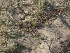 Carex sabulosa