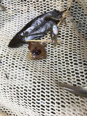 Xiphophorus variatus