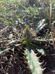Berkheya armata