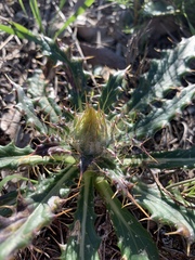 Berkheya armata