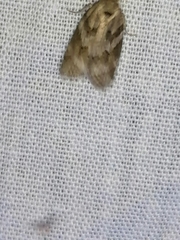 Sparganothis pilleriana