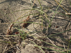 Carex sabulosa