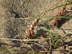 Carex sabulosa