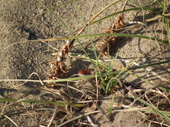 Carex sabulosa
