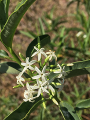 Vallesia laciniata