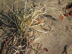 Carex sabulosa