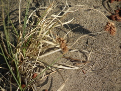 Carex sabulosa