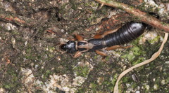 Cranopygia