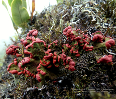 Cladonia lopezii