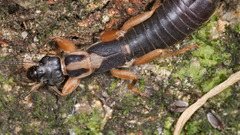 Cranopygia