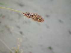 Carex sabulosa