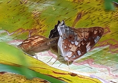 Vagrans sinha