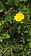 Potentilla aurea