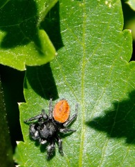 Phidippus johnsoni