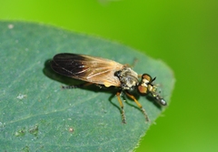 Eudioctria
