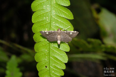 Luma sericea