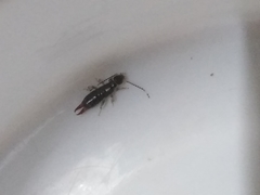 Euborellia annulipes