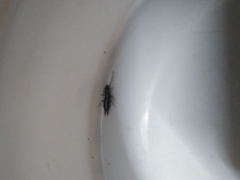 Euborellia annulipes