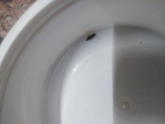 Euborellia annulipes