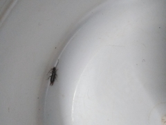 Euborellia annulipes