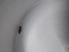 Euborellia annulipes