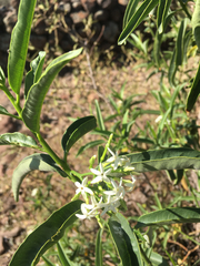 Vallesia laciniata