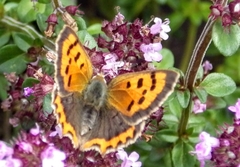 Lycaena phlaeas