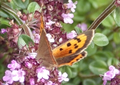 Lycaena phlaeas
