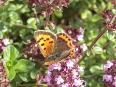 Lycaena phlaeas