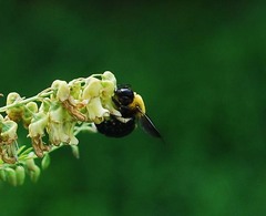 Xylocopa appendiculata