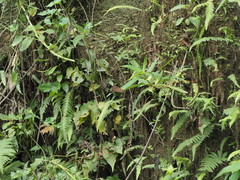 Junonia lemonias aenaria