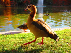 Alopochen aegyptiaca