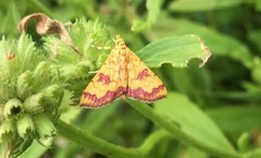 Isocentris filalis
