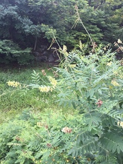 Xylocopa appendiculata