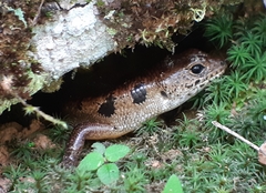 Sphenomorphus praesignis