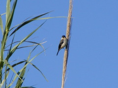 Sporophila morelleti