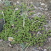 Artemisia woodii - Photo (c) Michael J. Oldham, μερικά δικαιώματα διατηρούνται (CC BY-NC), uploaded by Michael J. Oldham