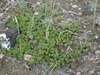 Wood's Sagebrush - Photo (c) Michael John Oldham, some rights reserved (CC BY-NC), uploaded by Michael John Oldham