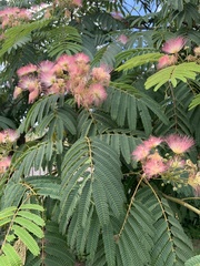 Albizia julibrissin