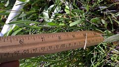 Equisetum variegatum