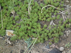 Artemisia woodii