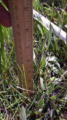 Equisetum variegatum