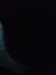 Periplaneta americana