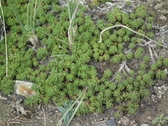 Artemisia woodii