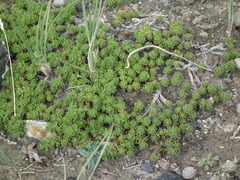 Artemisia woodii