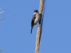 Sporophila morelleti
