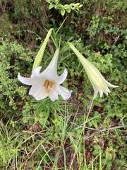 Lilium philippinense