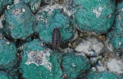 Koreoniscus racovitzai