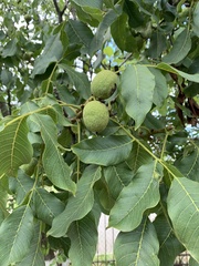 Juglans regia
