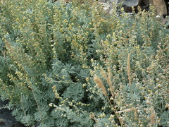 Artemisia alaskana